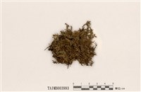 藏品(廣葉絹苔)的圖片